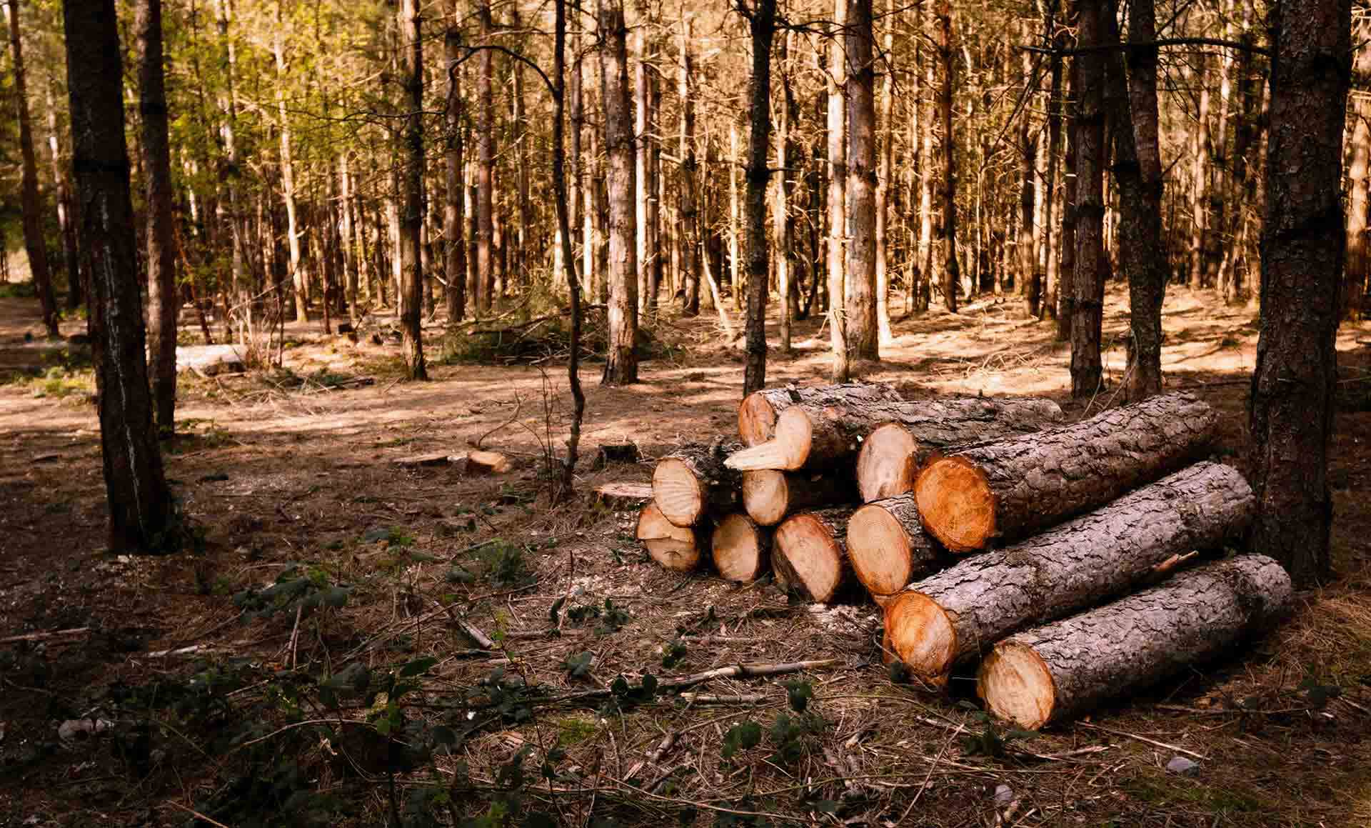 Træfældning & Træpleje på Sjælland